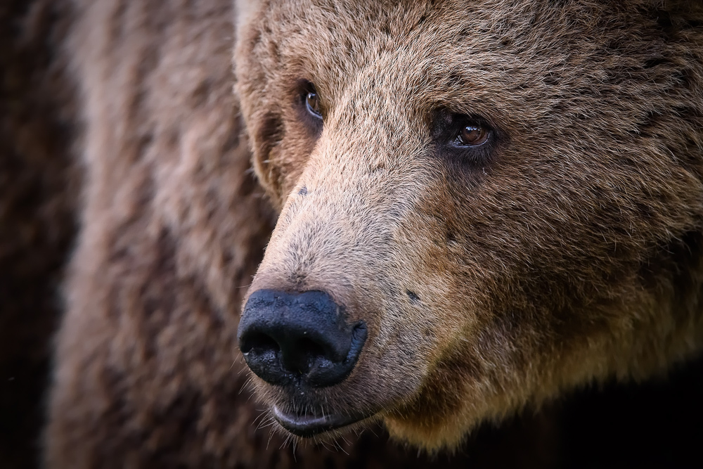 galleria/Bear_1.jpg
