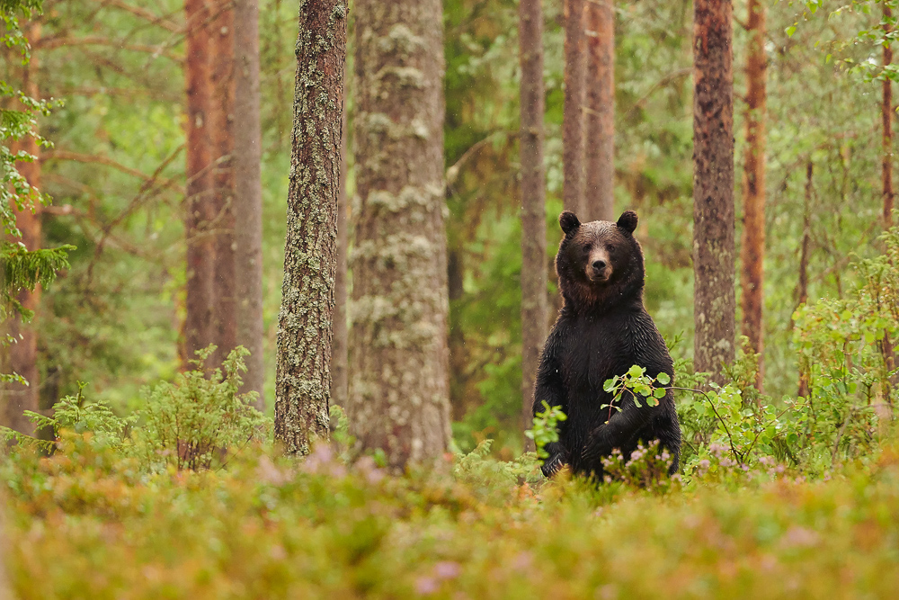 galleria/Bear_10.jpg