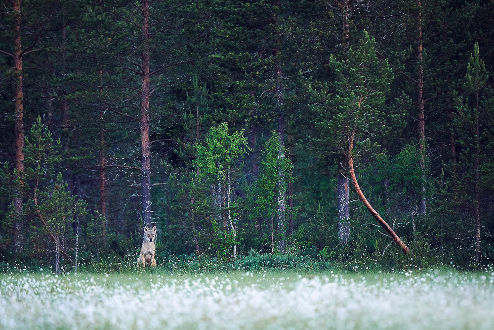 galleria/Bear_11.jpg