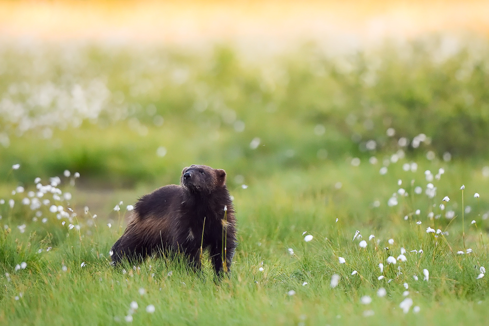 galleria/Bear_12.jpg
