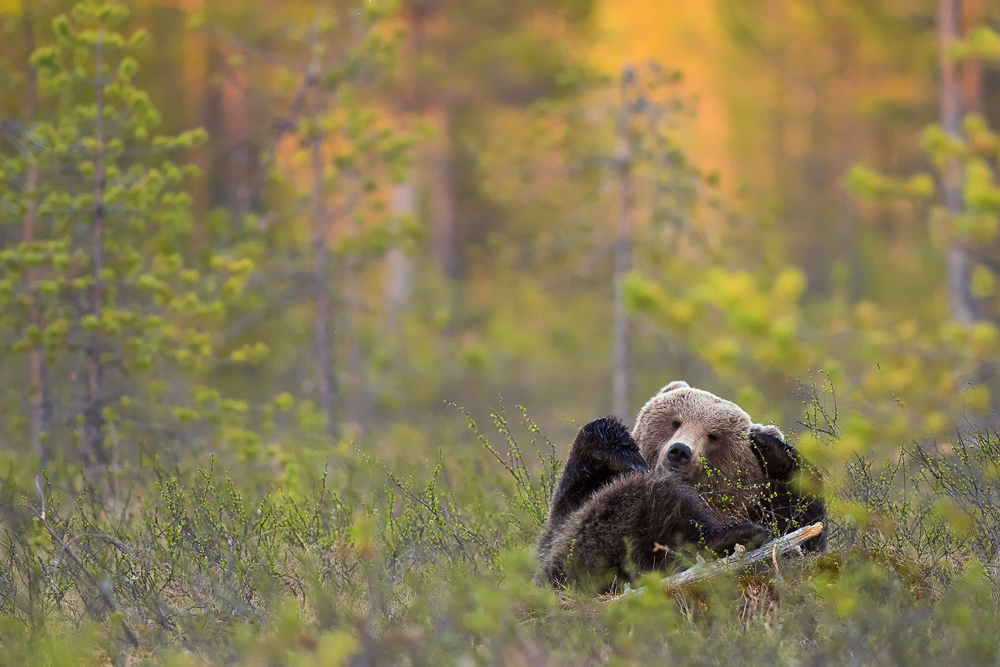 galleria/Bear_13.jpg
