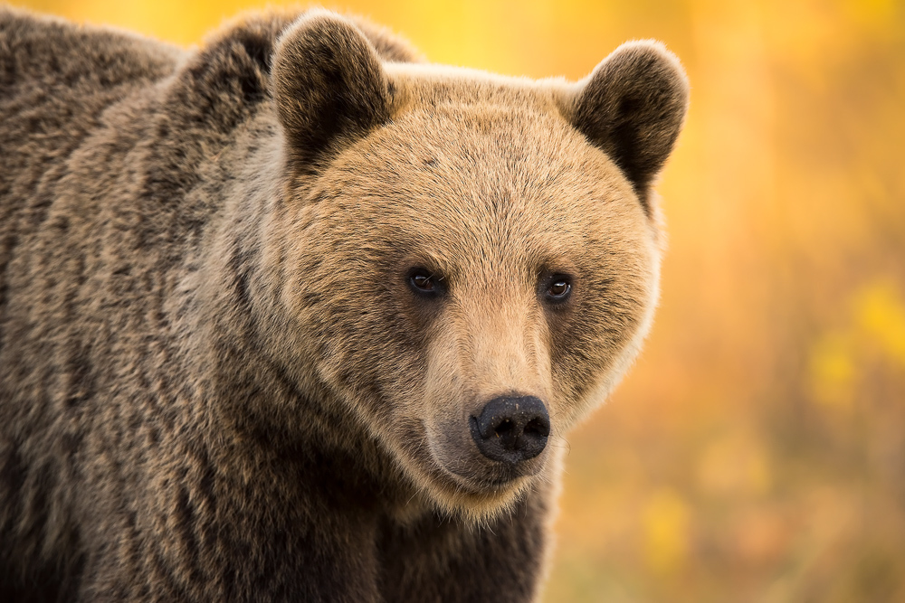 galleria/Bear_14.jpg