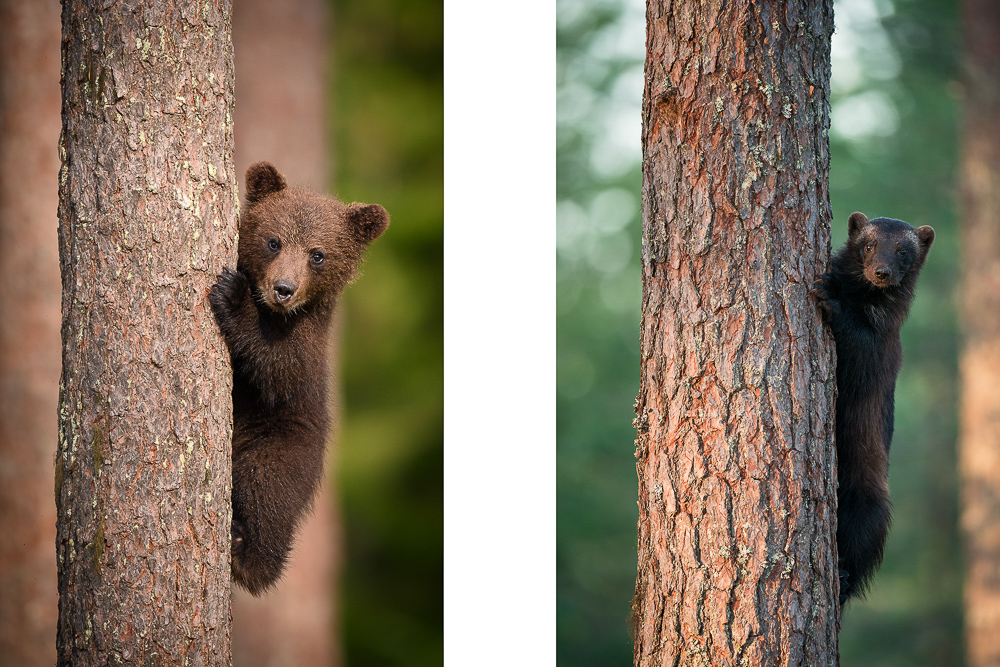 galleria/Bear_15.jpg