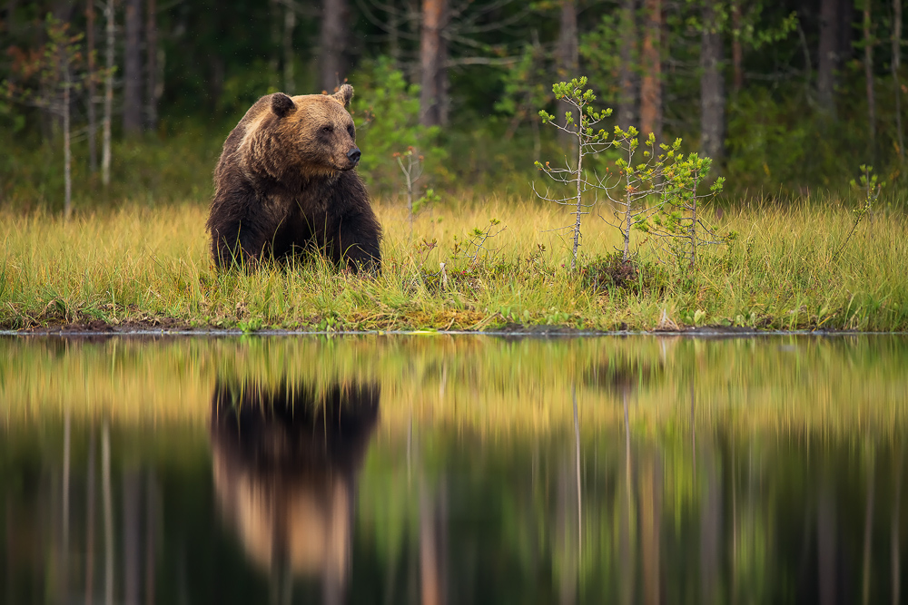 galleria/Bear_16.jpg
