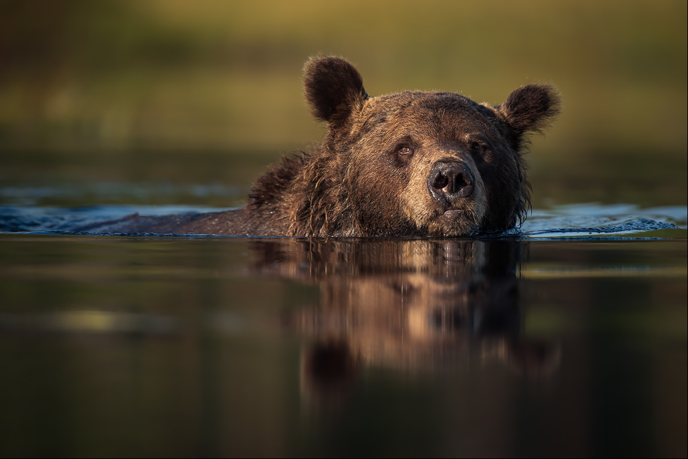 galleria/Bear_17.jpg