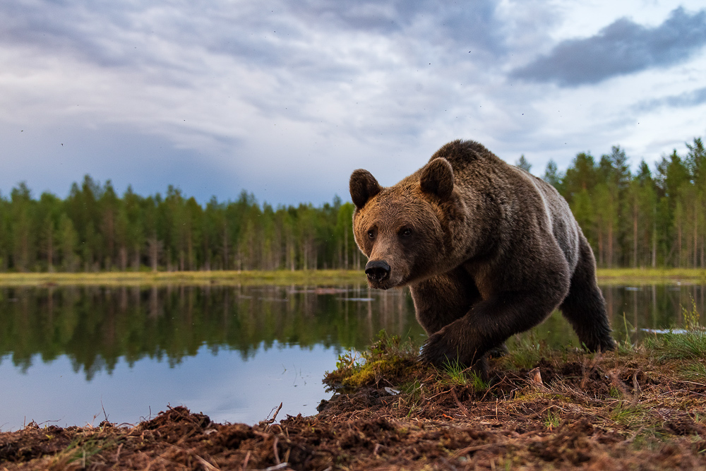 galleria/Bear_18.jpg