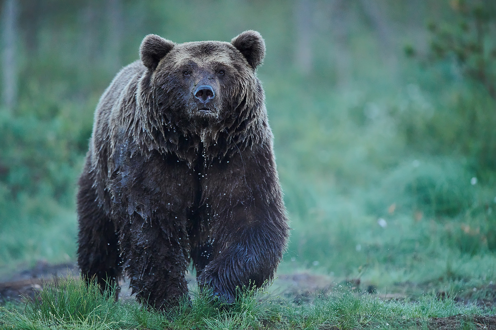 galleria/Bear_19.jpg