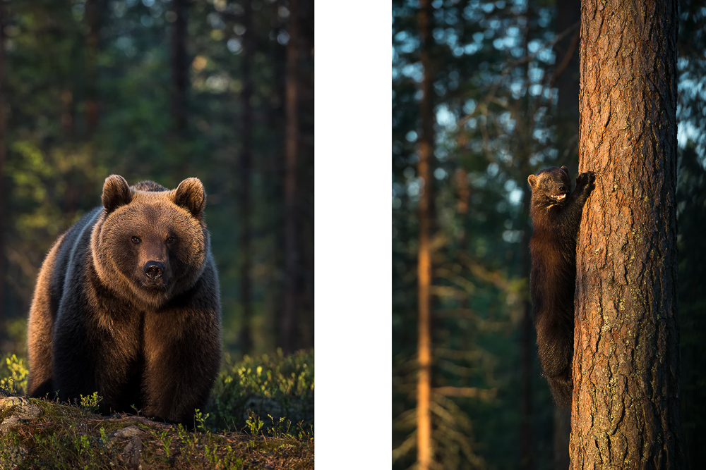 galleria/Bear_2.jpg