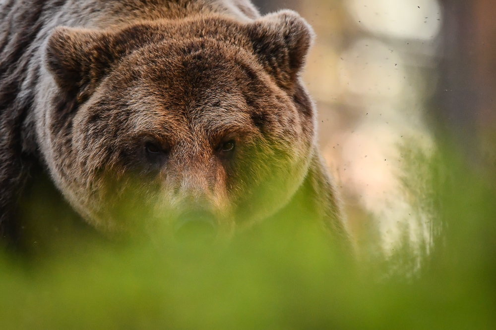 galleria/Bear_4.jpg