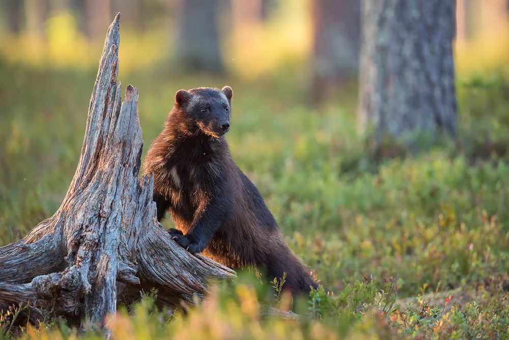 galleria/Bear_5.jpg