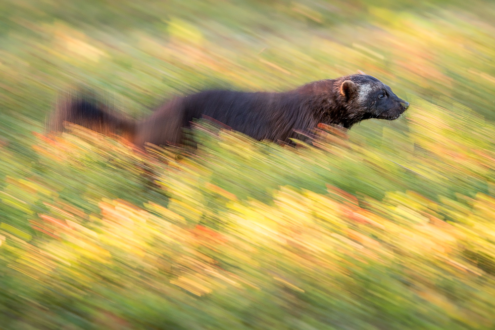 galleria/Bear_6.jpg