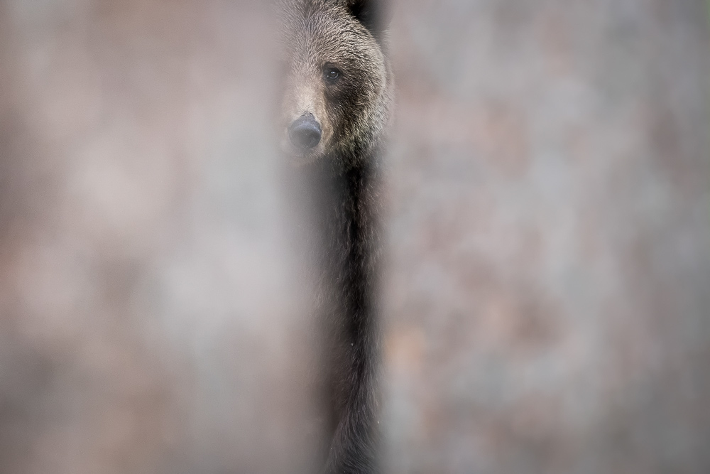 galleria/Bear_7.jpg