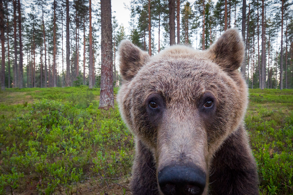 galleria/Bear_8.jpg