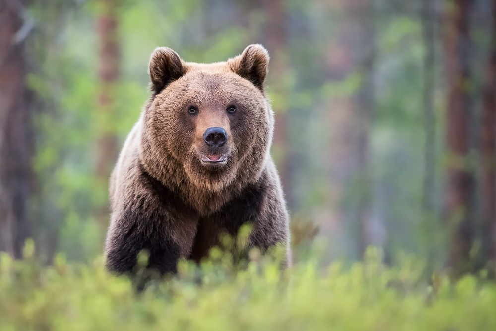 galleria/Bear_9.jpg