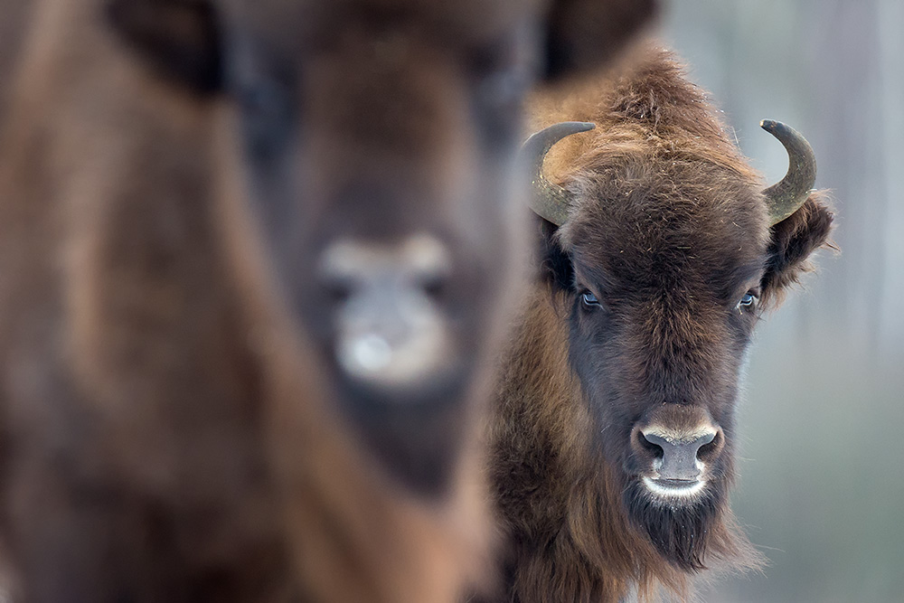 galleria/Bison_10.jpg