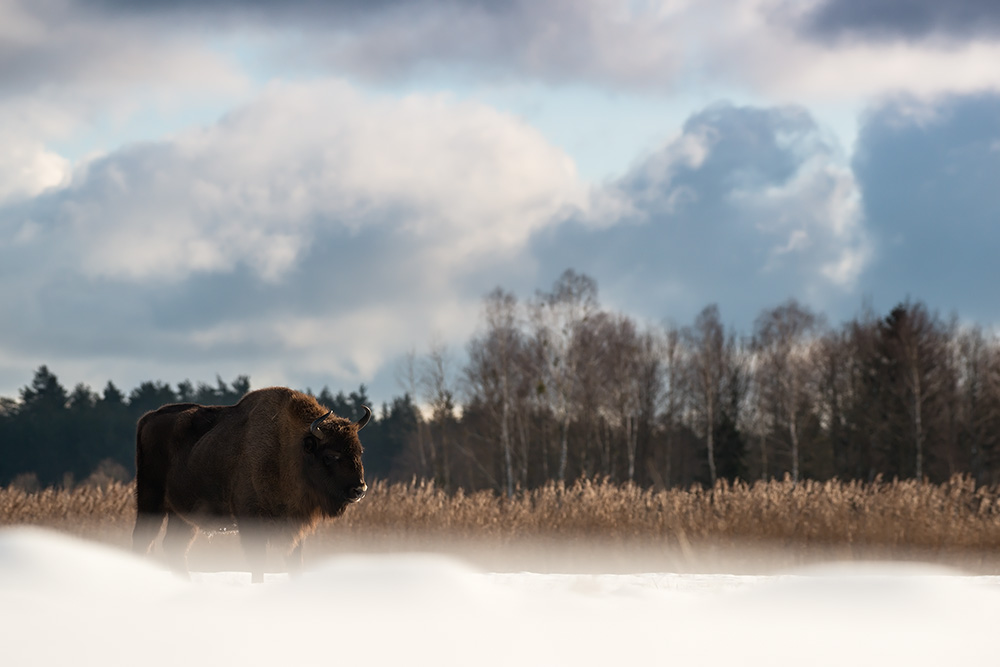 galleria/Bison_11.jpg