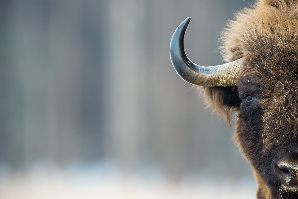 galleria/Bison_12.jpg