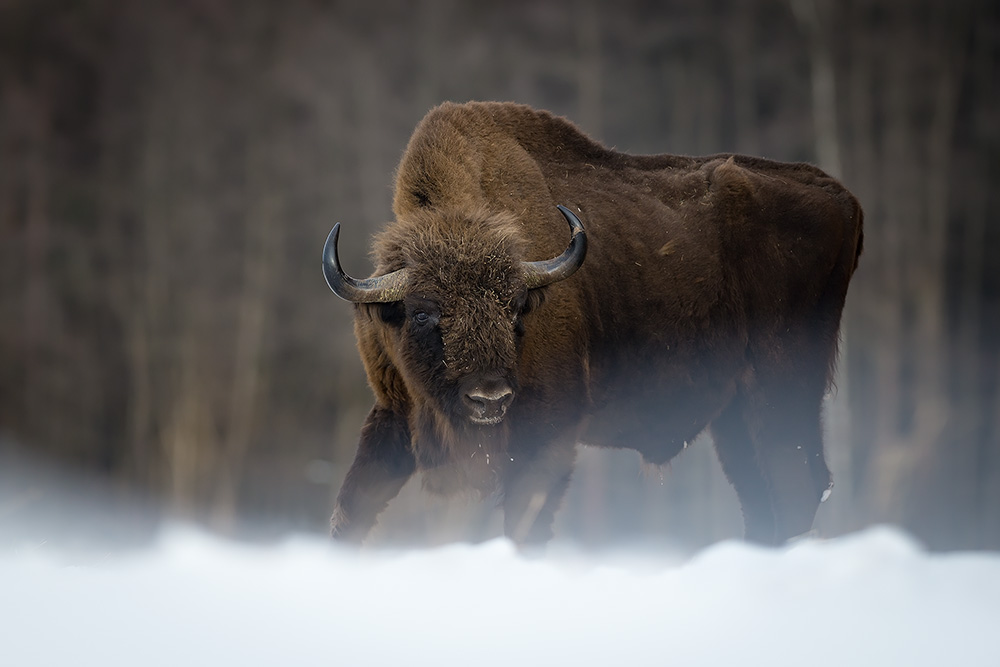 galleria/Bison_13.jpg