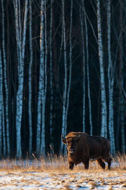 galleria/Bison_14.jpg