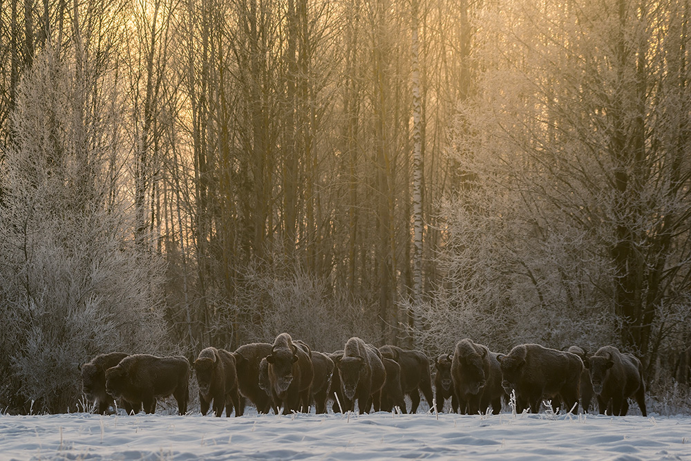 galleria/Bison_15.jpg