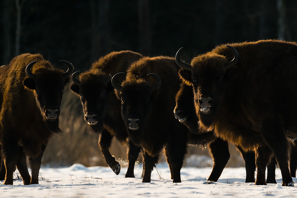 galleria/Bison_16.jpg