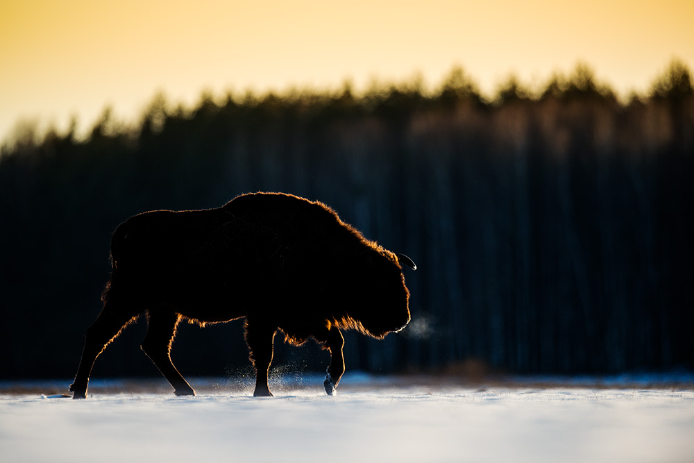 galleria/Bison_17.jpg