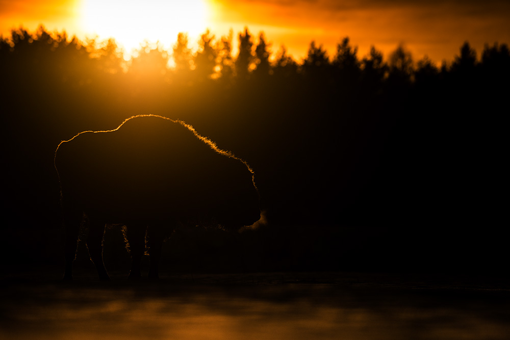 galleria/Bison_19.jpg