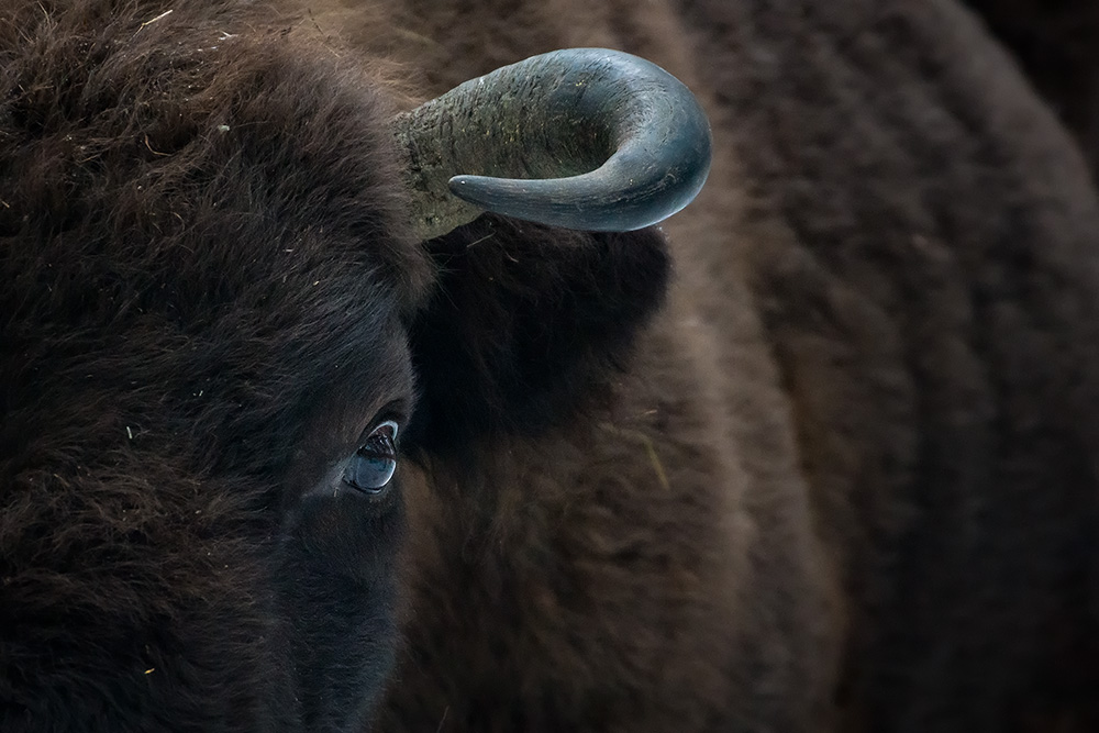 galleria/Bison_3.jpg