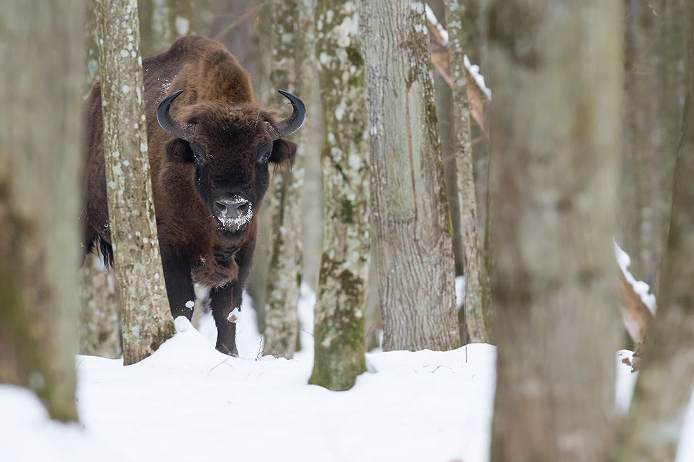 galleria/Bison_4.jpg