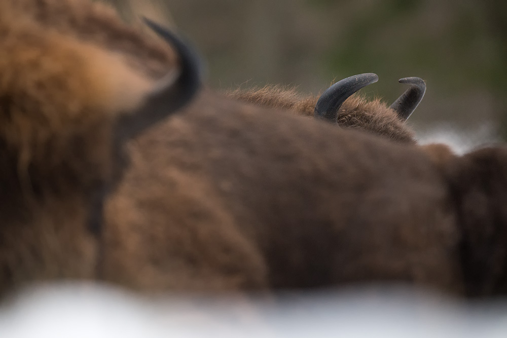 galleria/Bison_6.jpg