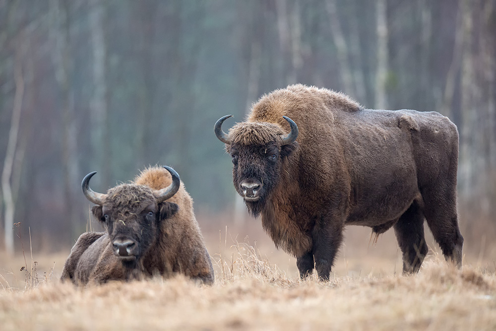 galleria/Bison_7.jpg