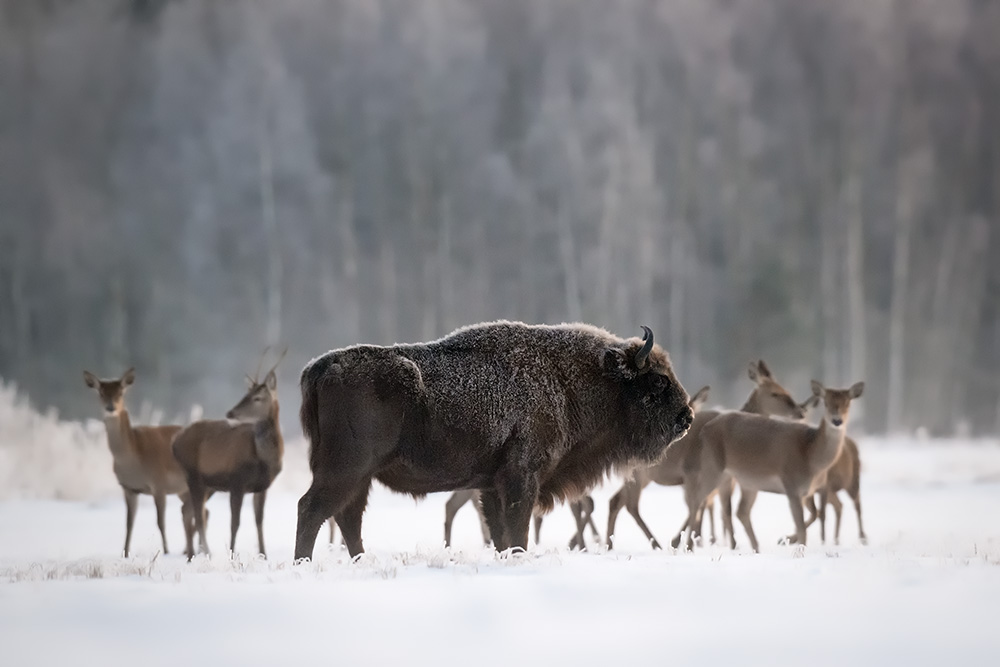galleria/Bison_8.jpg