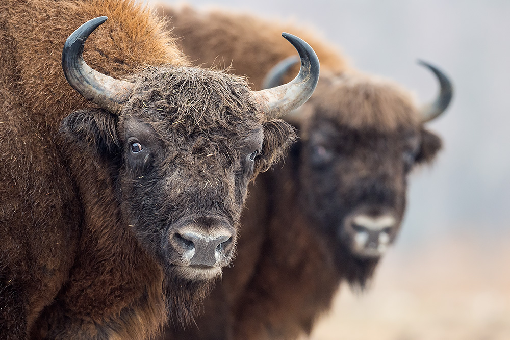 galleria/Bison_9.jpg