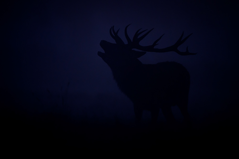 galleria/Deer_1.jpg