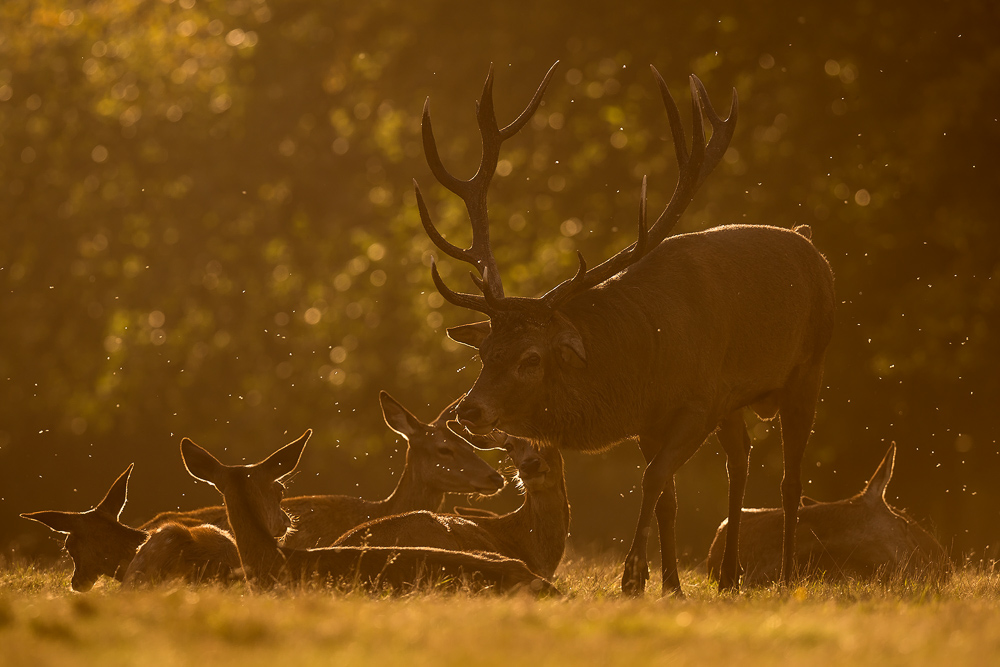 galleria/Deer_10.jpg