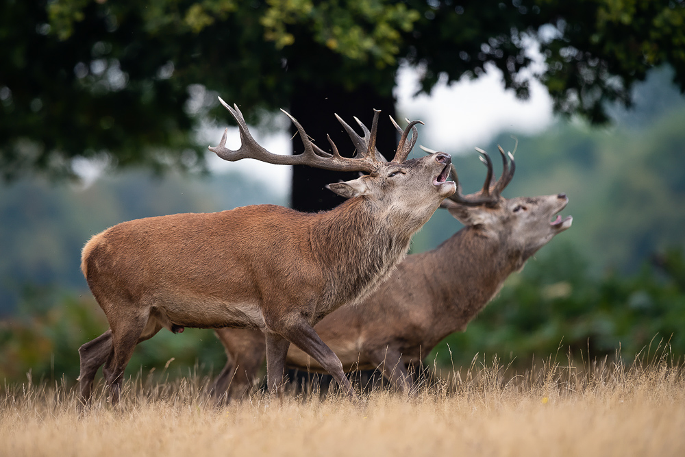 galleria/Deer_11.jpg