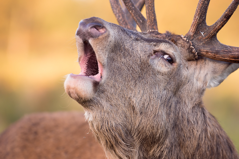 galleria/Deer_12.jpg