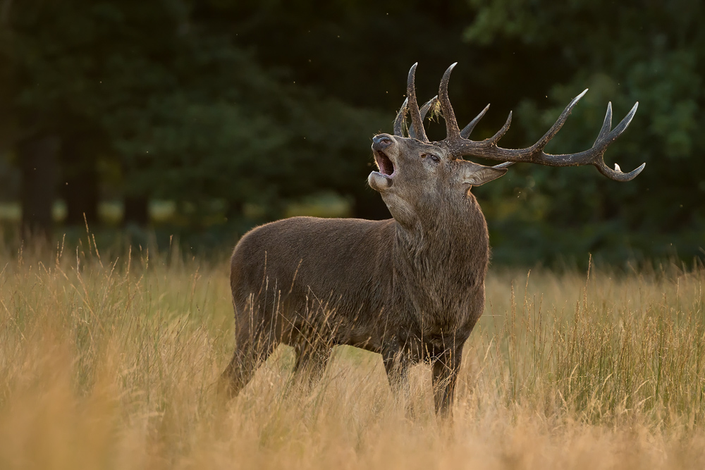 galleria/Deer_13.jpg