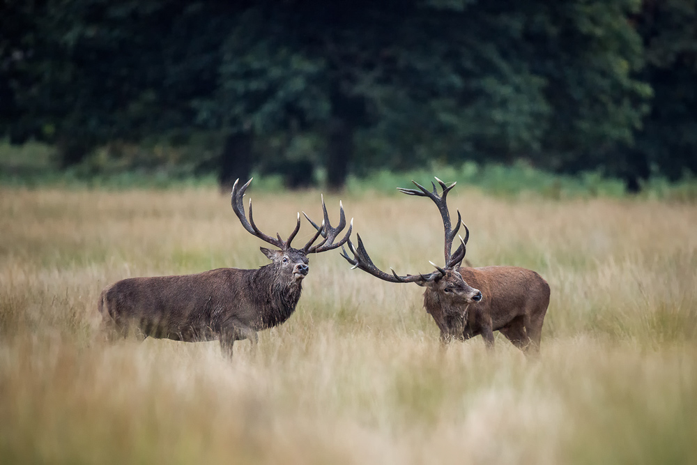 galleria/Deer_14.jpg