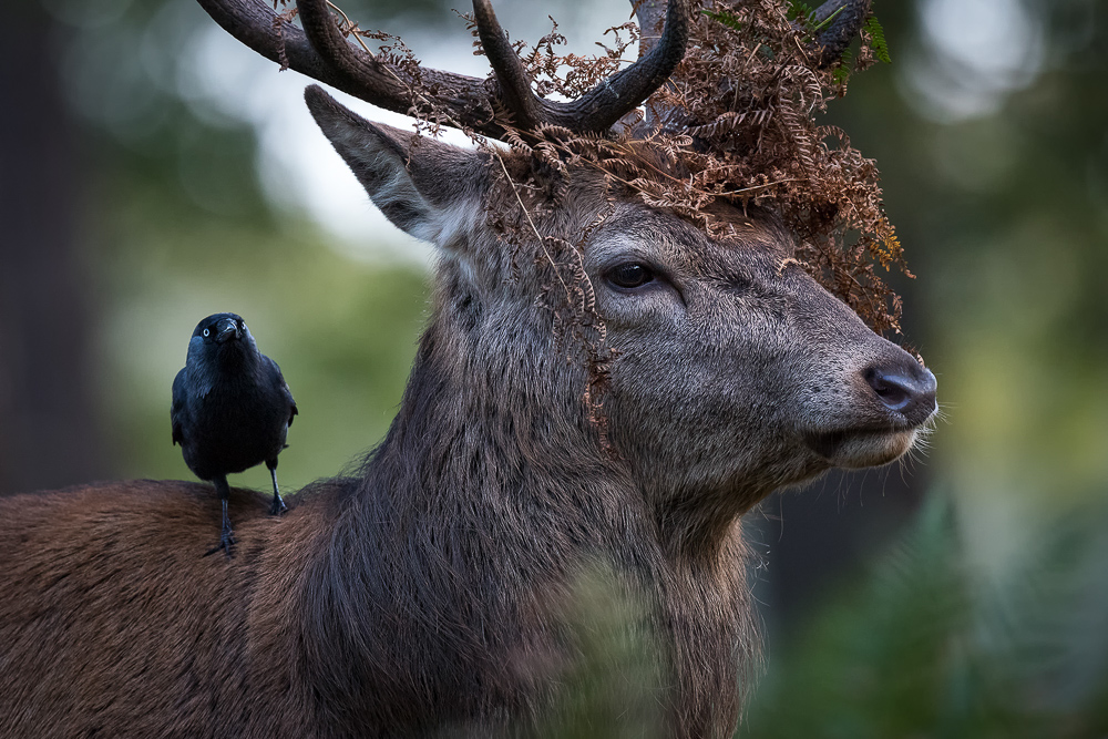 galleria/Deer_15.jpg