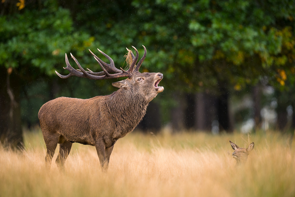 galleria/Deer_16.jpg