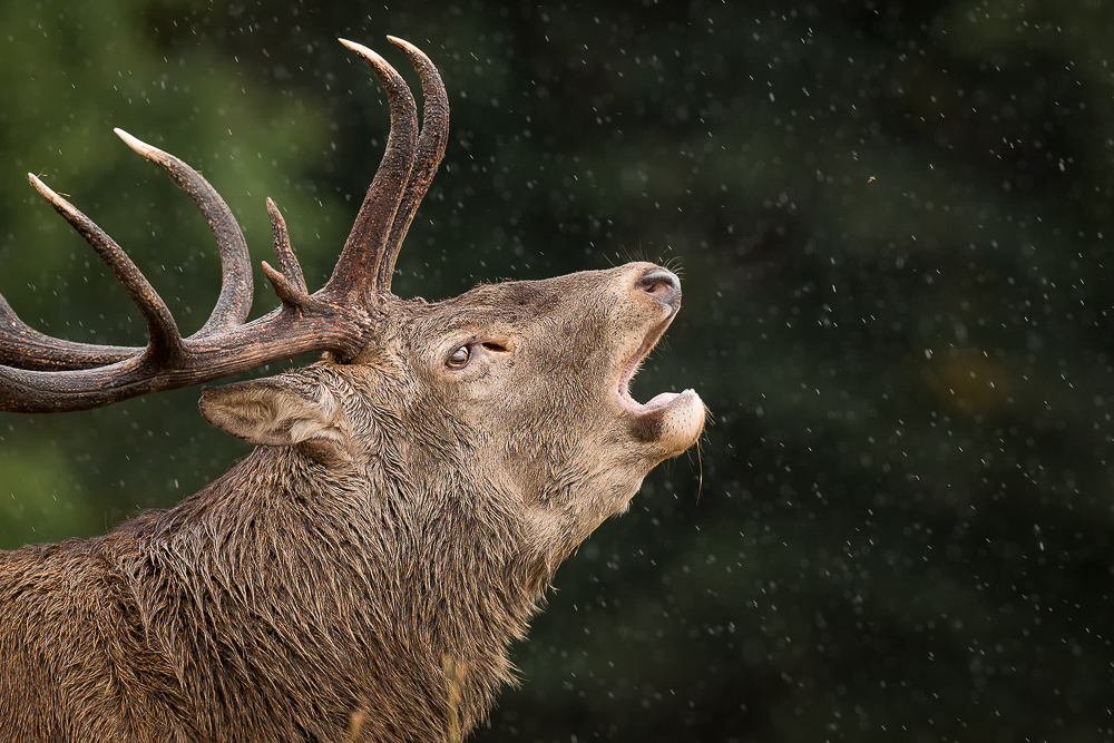 galleria/Deer_17.jpg