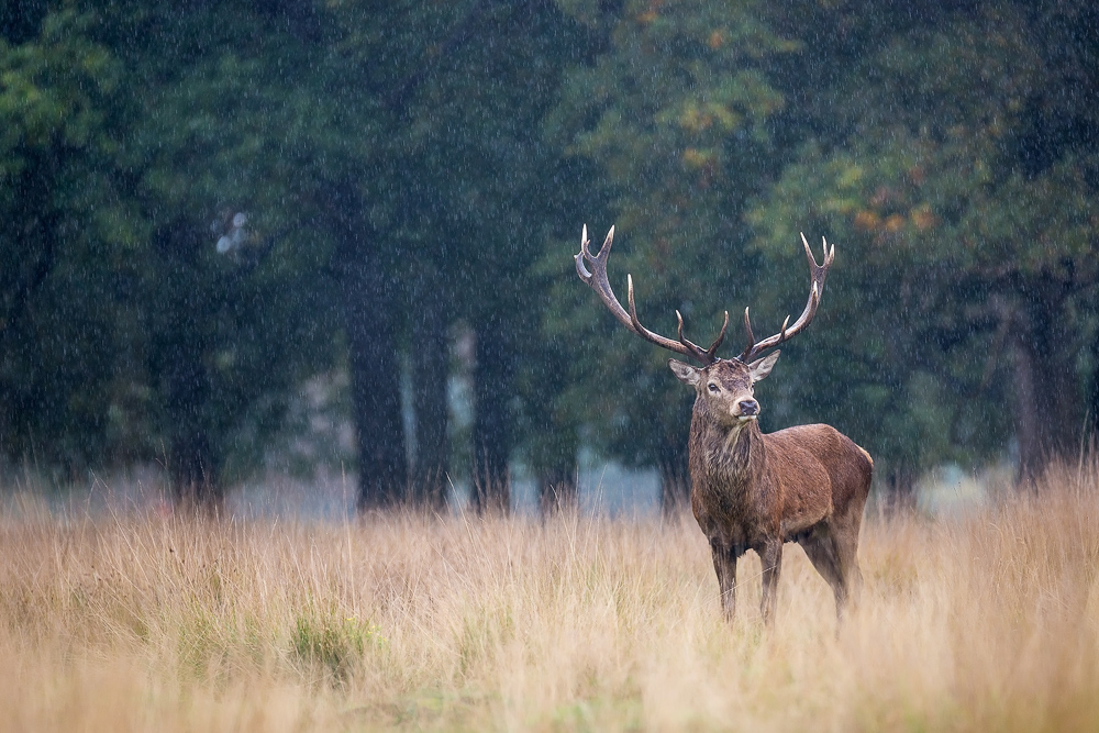 galleria/Deer_18.jpg