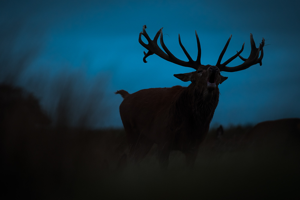 galleria/Deer_19.jpg