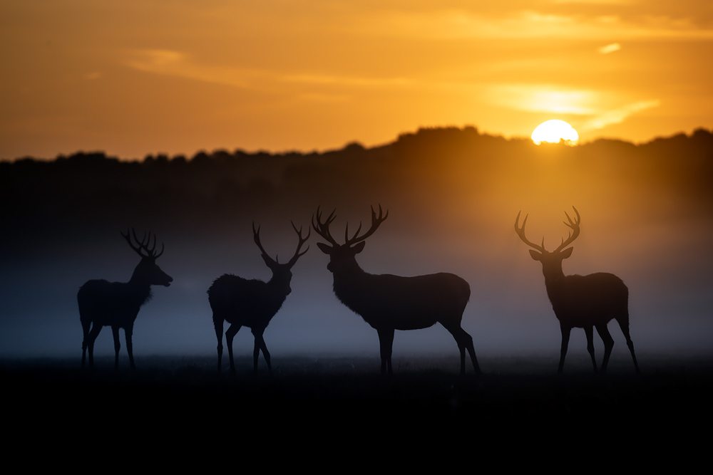 galleria/Deer_2.jpg