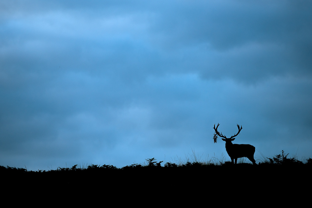 galleria/Deer_20.jpg