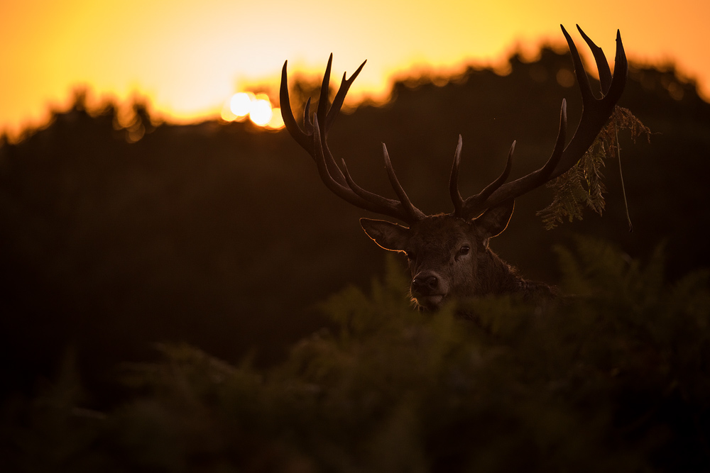 galleria/Deer_3.jpg
