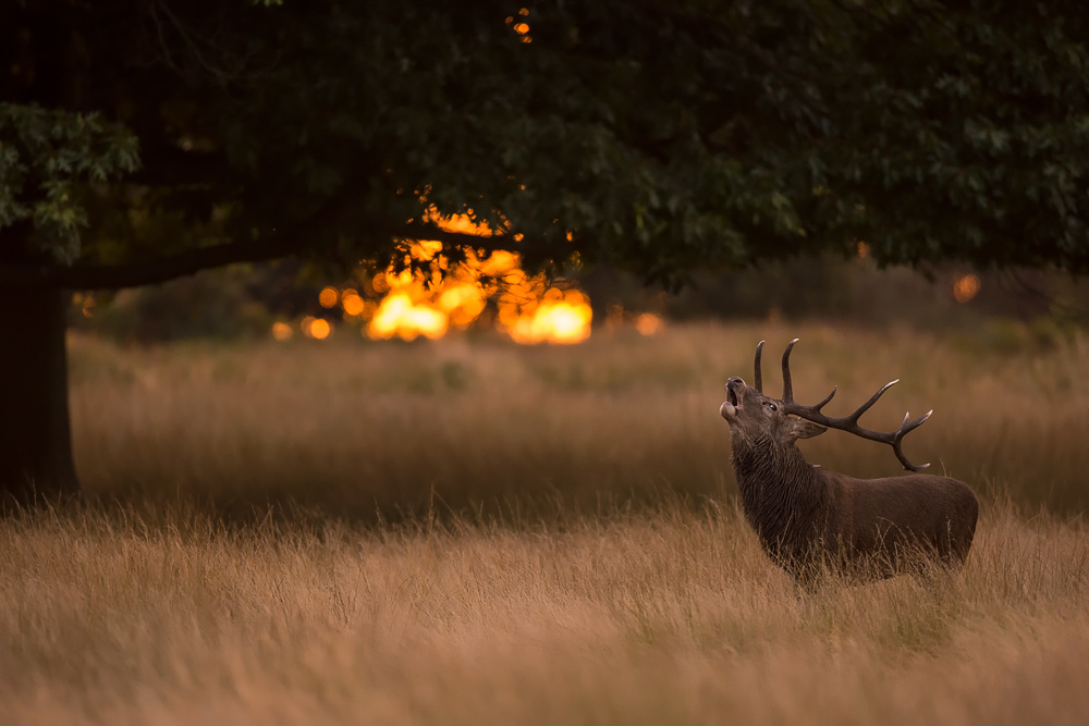 galleria/Deer_4.jpg