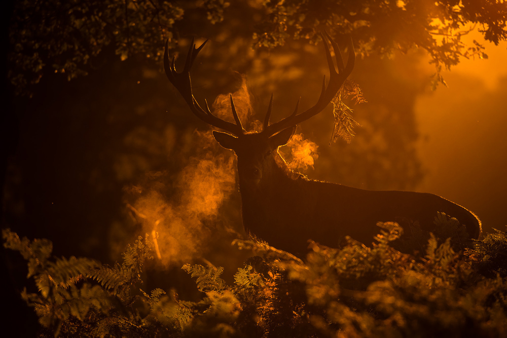 galleria/Deer_5.jpg