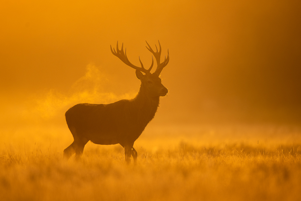 galleria/Deer_6.jpg